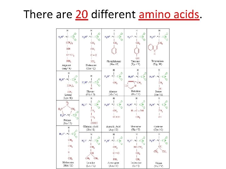 There are 20 different amino acids. 