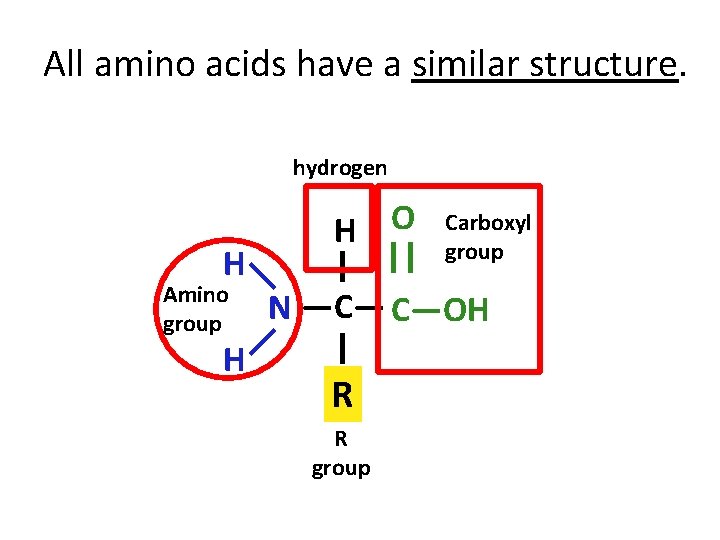 All amino acids have a similar structure. hydrogen H O Carboxyl group || H