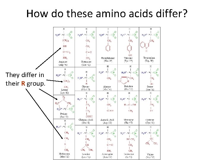 How do these amino acids differ? They differ in their R group. 