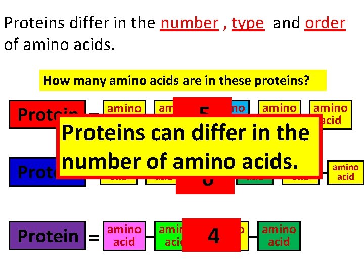 Proteins differ in the number , type and order of amino acids. How many