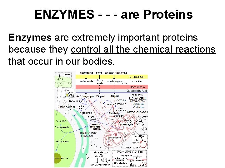 ENZYMES - - - are Proteins Enzymes are extremely important proteins because they control