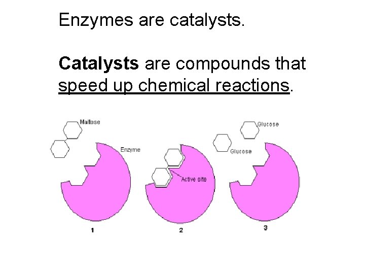 Enzymes are catalysts. Catalysts are compounds that speed up chemical reactions. 