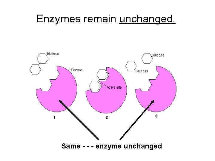 Enzymes remain unchanged. Same - - - enzyme unchanged 