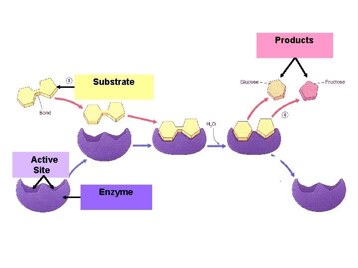 Products Substrate Active Site Enzyme 