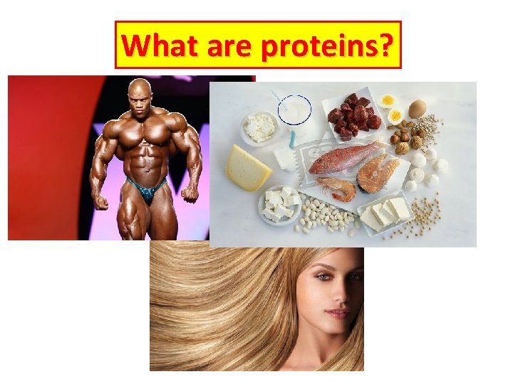 What are proteins? 