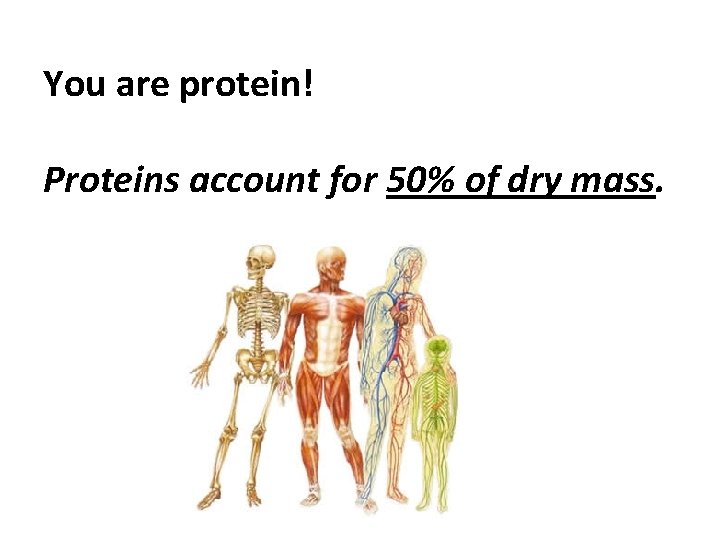 You are protein! Proteins account for 50% of dry mass. 