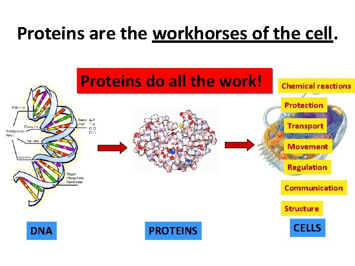 Proteins are the workhorses of the cell. Proteins do all the work! Chemical reactions