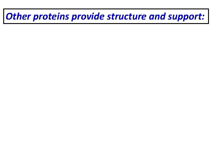 Other proteins provide structure and support: Skin, ligaments, tendons , cartilage, bone, and arteries