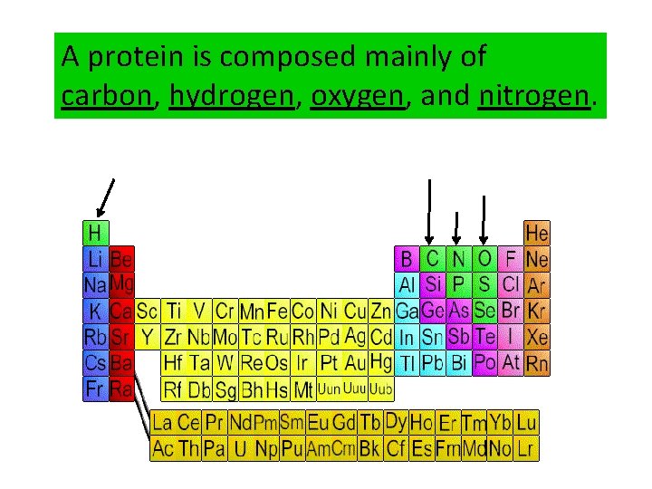 A protein is composed mainly of carbon, hydrogen, oxygen, and nitrogen. 