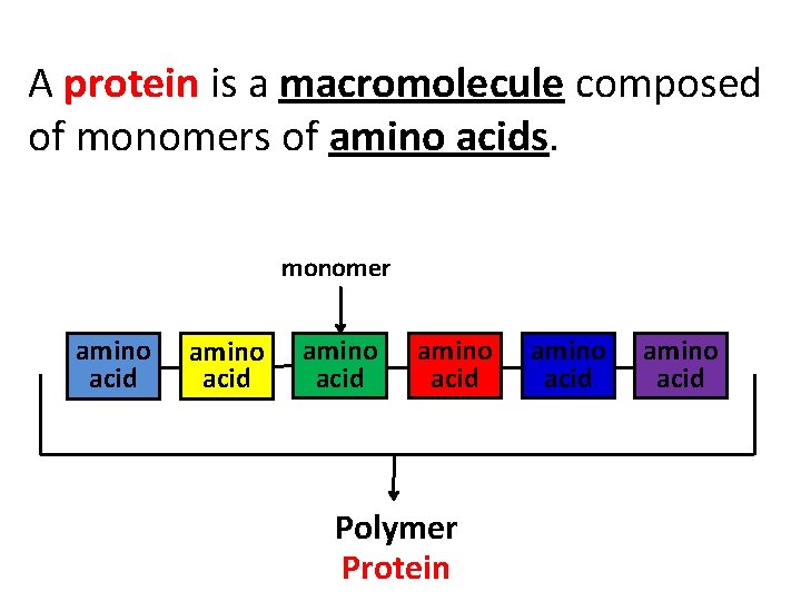 A protein is a macromolecule composed of monomers of amino acids. monomer amino acid