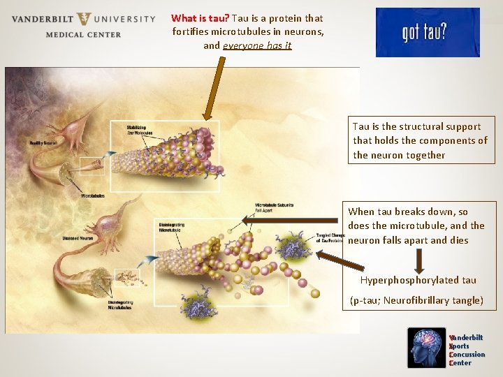 What is tau? Tau is a protein that fortifies microtubules in neurons, and everyone