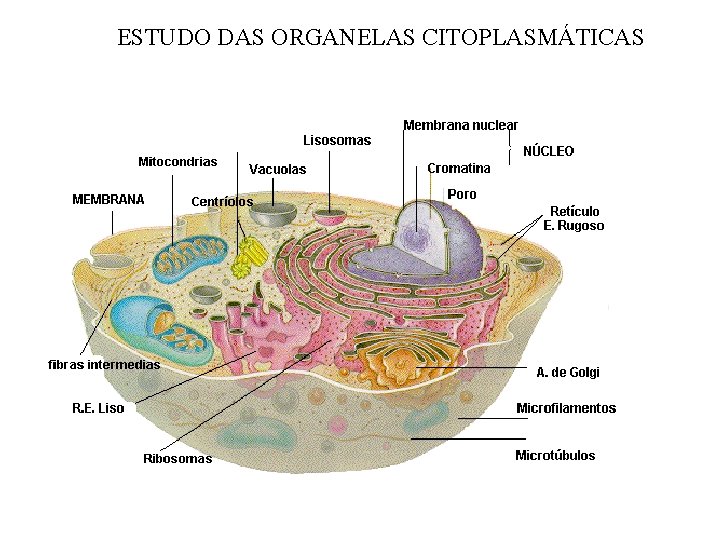 ESTUDO DAS ORGANELAS CITOPLASMÁTICAS 