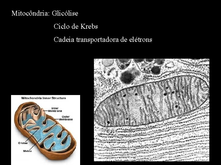 Mitocôndria: Glicólise Ciclo de Krebs Cadeia transportadora de elétrons 