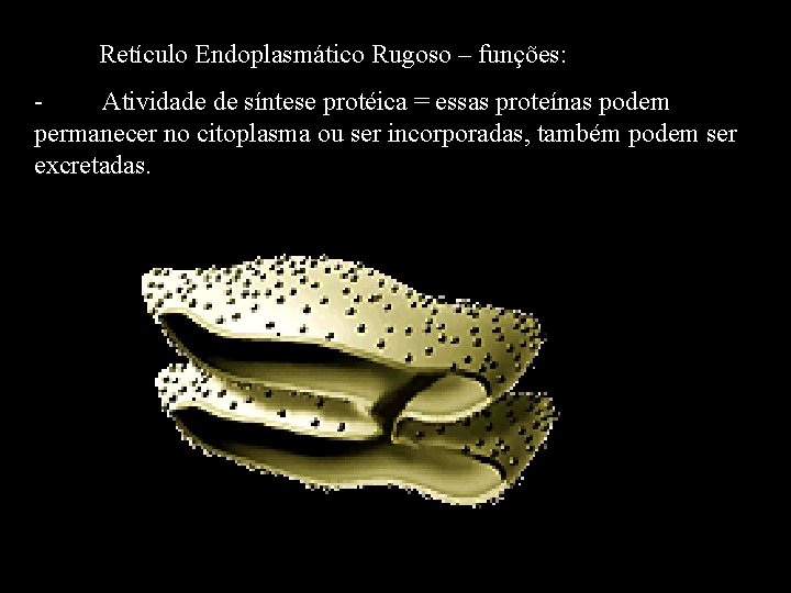 · Retículo Endoplasmático Rugoso – funções: Atividade de síntese protéica = essas proteínas podem