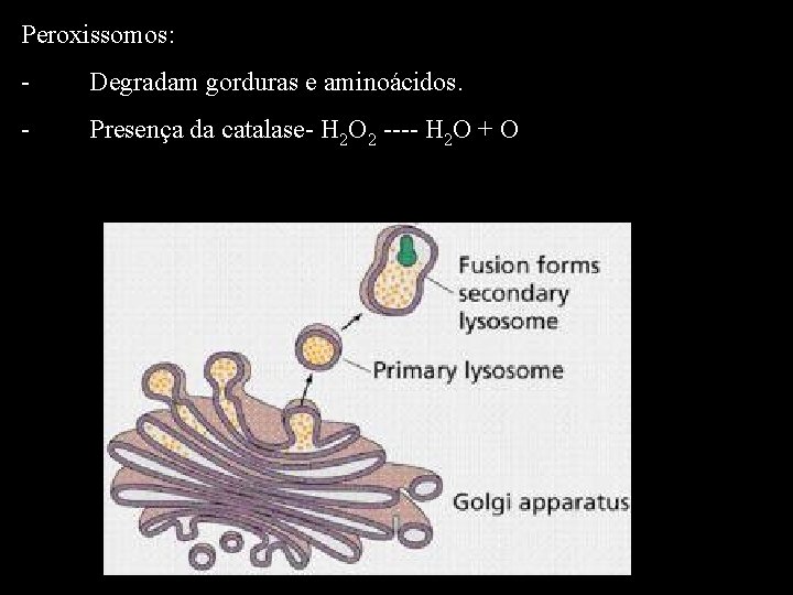 Peroxissomos: - Degradam gorduras e aminoácidos. - Presença da catalase- H 2 O 2