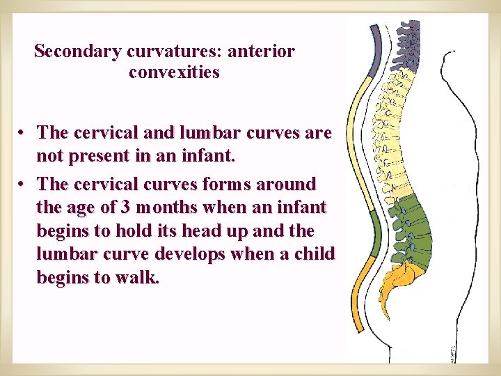 Secondary curvatures: anterior convexities • The cervical and lumbar curves are not present in