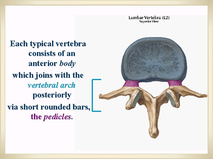 Each typical vertebra consists of an anterior body which joins with the vertebral arch