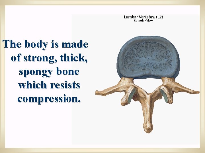 The body is made of strong, thick, spongy bone which resists compression. 