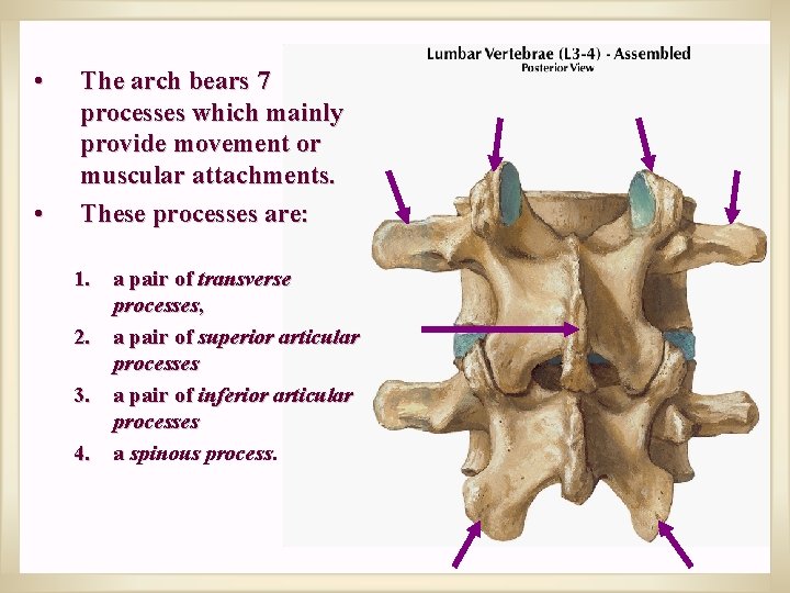  • • The arch bears 7 processes which mainly provide movement or muscular
