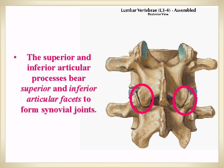  • The superior and inferior articular processes bear superior and inferior articular facets