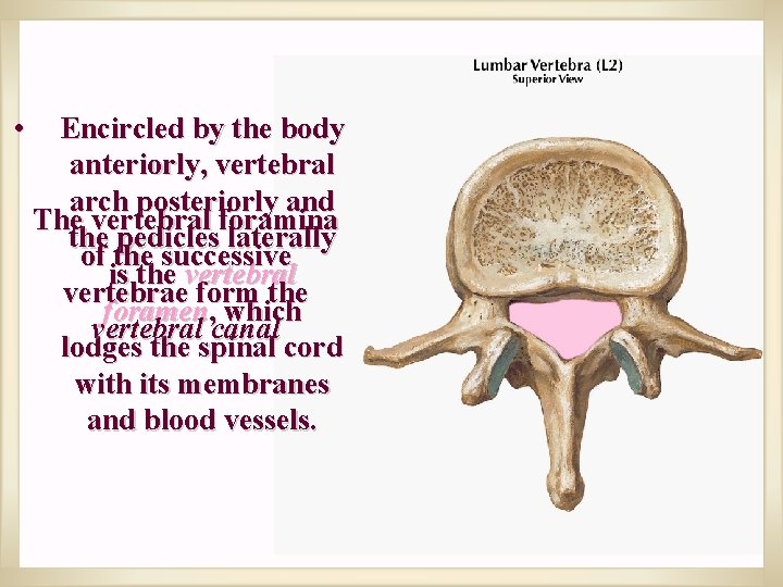  • Encircled by the body anteriorly, vertebral arch posteriorly and The vertebral foramina