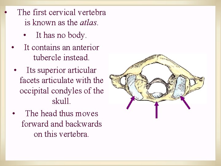  • The first cervical vertebra is known as the atlas. • It has