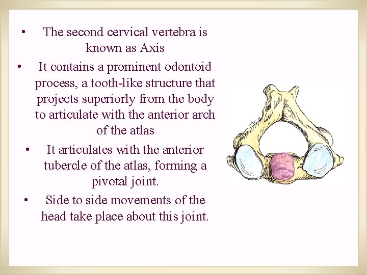  • The second cervical vertebra is known as Axis • It contains a