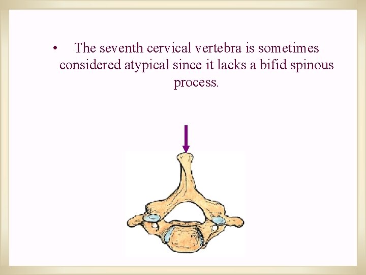  • The seventh cervical vertebra is sometimes considered atypical since it lacks a