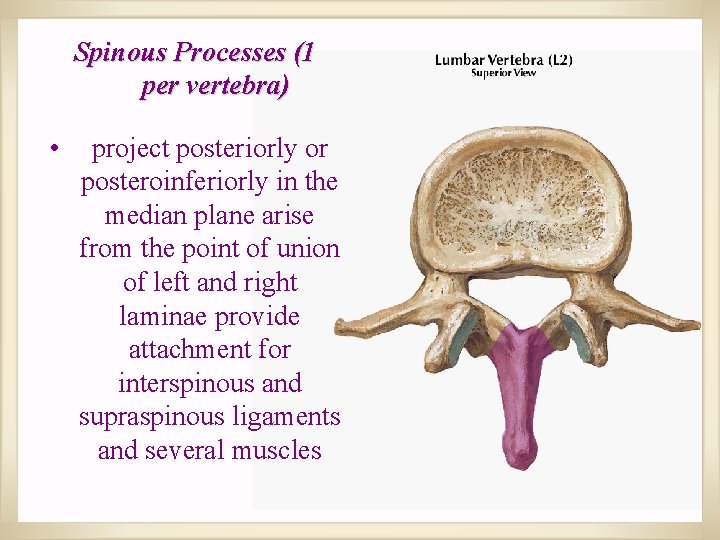 Spinous Processes (1 per vertebra) • project posteriorly or posteroinferiorly in the median plane