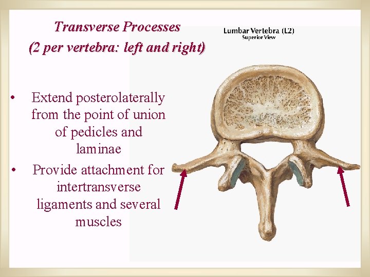 Transverse Processes (2 per vertebra: left and right) • • Extend posterolaterally from the