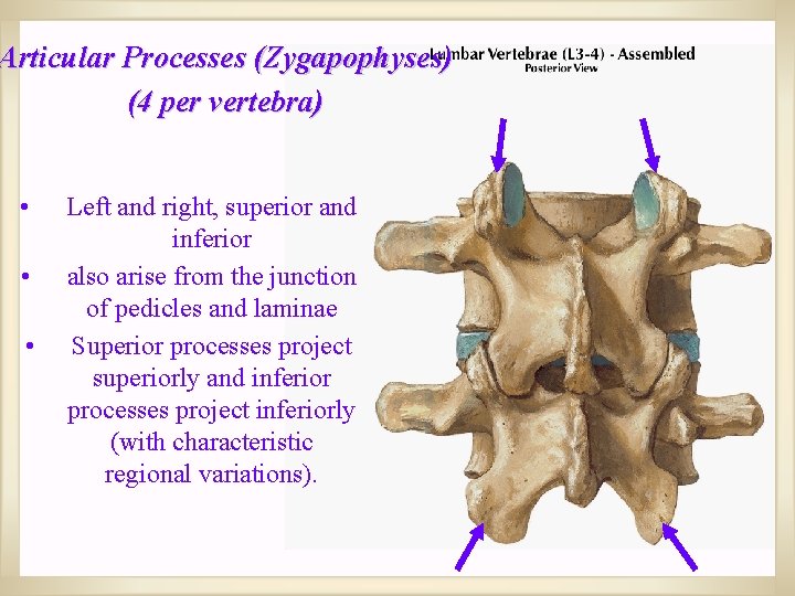 Articular Processes (Zygapophyses) (4 per vertebra) • • • Left and right, superior and