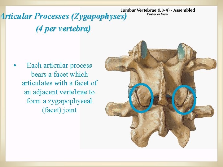 Articular Processes (Zygapophyses) (4 per vertebra) • Each articular process bears a facet which