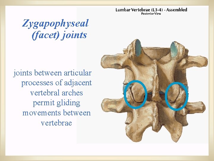 Zygapophyseal (facet) joints between articular processes of adjacent vertebral arches permit gliding movements between