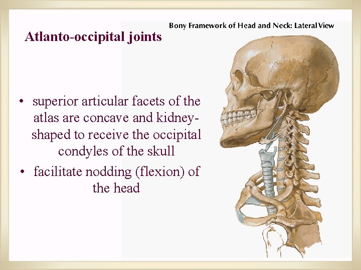 Atlanto-occipital joints • superior articular facets of the atlas are concave and kidneyshaped to