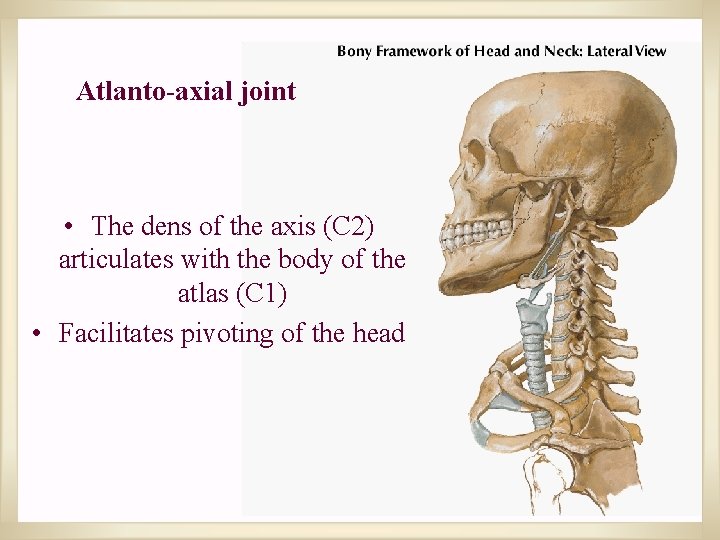 Atlanto-axial joint • The dens of the axis (C 2) articulates with the body