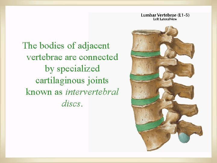 The bodies of adjacent vertebrae are connected by specialized cartilaginous joints known as intervertebral