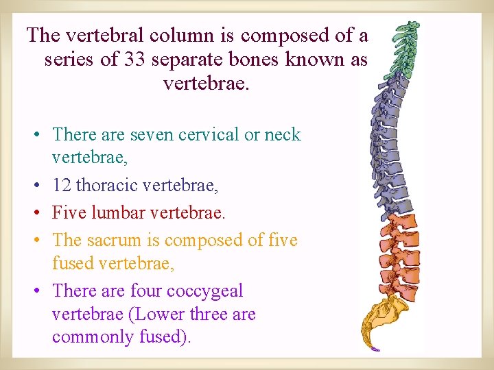 The vertebral column is composed of a series of 33 separate bones known as