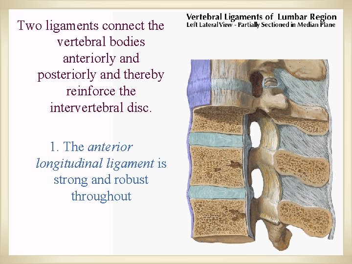 Two ligaments connect the vertebral bodies anteriorly and posteriorly and thereby reinforce the intervertebral