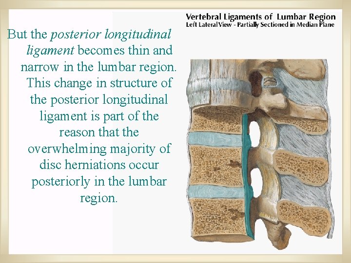But the posterior longitudinal ligament becomes thin and narrow in the lumbar region. This