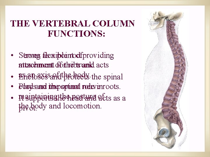 THE VERTEBRAL COLUMN FUNCTIONS: • Strong Serves as flexible a point rod ofproviding movement