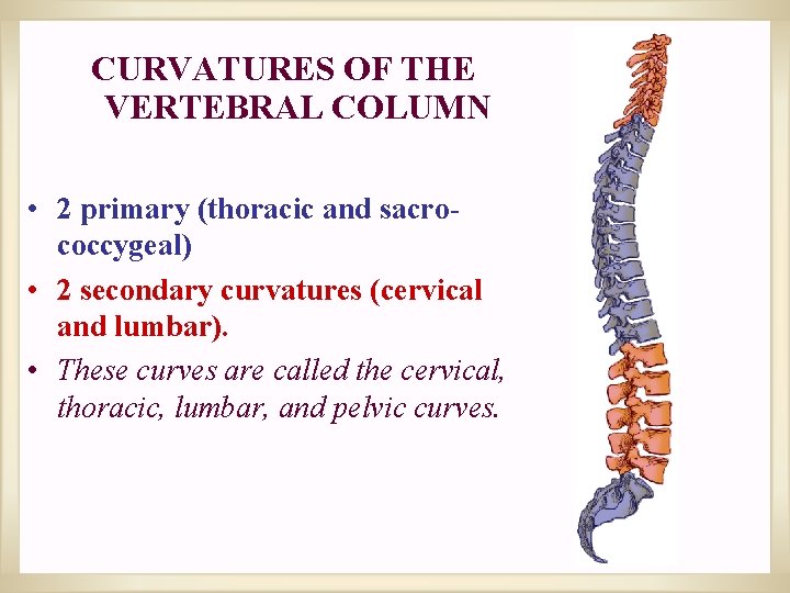 CURVATURES OF THE VERTEBRAL COLUMN • 2 primary (thoracic and sacrococcygeal) • 2 secondary