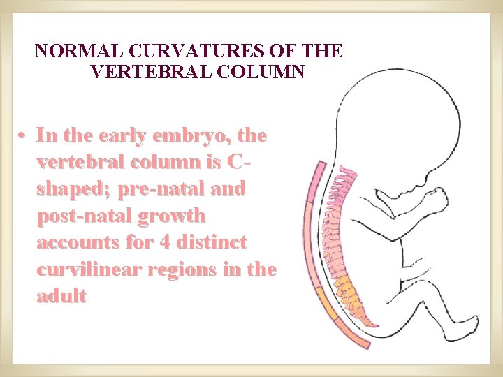 NORMAL CURVATURES OF THE VERTEBRAL COLUMN • In the early embryo, the vertebral column