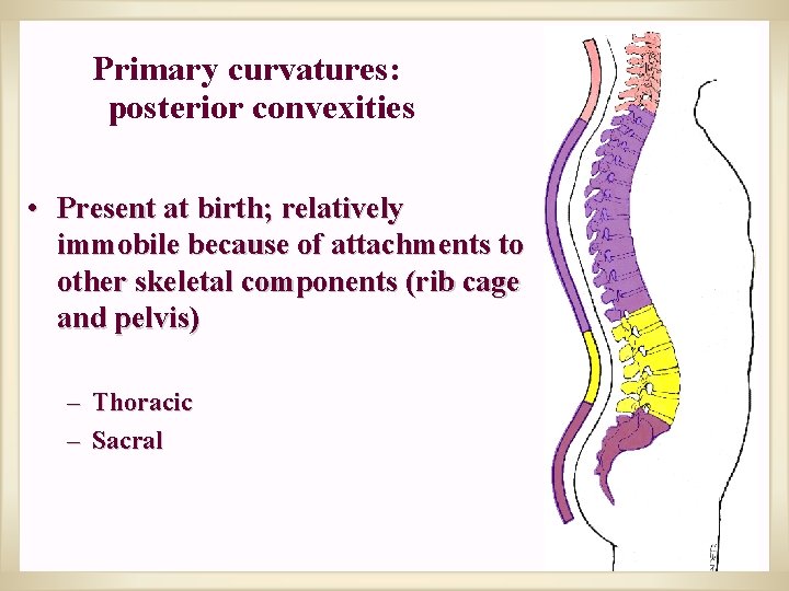 Primary curvatures: posterior convexities • Present at birth; relatively immobile because of attachments to