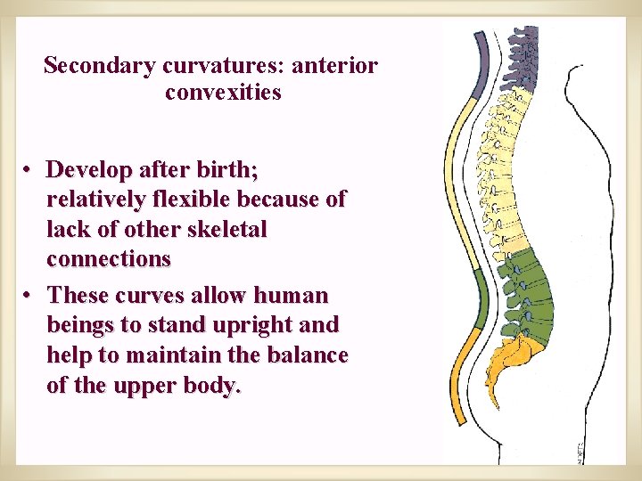 Secondary curvatures: anterior convexities • Develop after birth; relatively flexible because of lack of