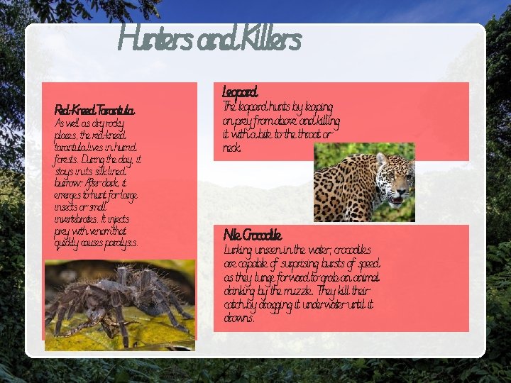 Hunters and Killers Leopard Red-Kneed Tarantula As well as dry rocky places, the red-kneed