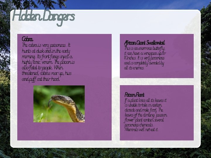 Hidden Dangers Cobra The cobra is very poisonous. It hunts at dusk and in