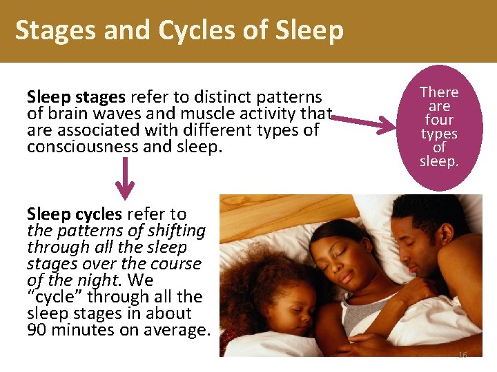 Stages and Cycles of Sleep stages refer to distinct patterns of brain waves and