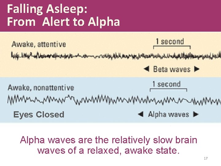 Falling Asleep: From Alert to Alpha Eyes Closed Alpha waves are the relatively slow