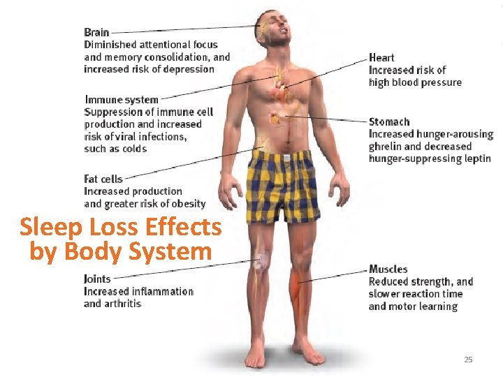 Sleep Loss Effects by Body System 25 