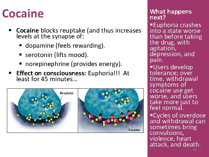Cocaine § Cocaine blocks reuptake (and thus increases levels at the synapse of: §